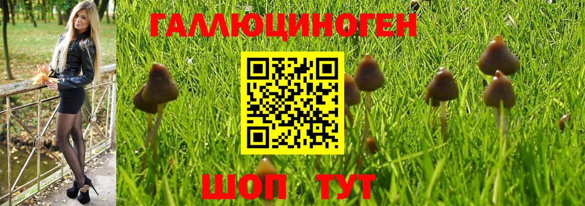 Псилоцибиновые грибы Psilocybine cubensis Апатиты
